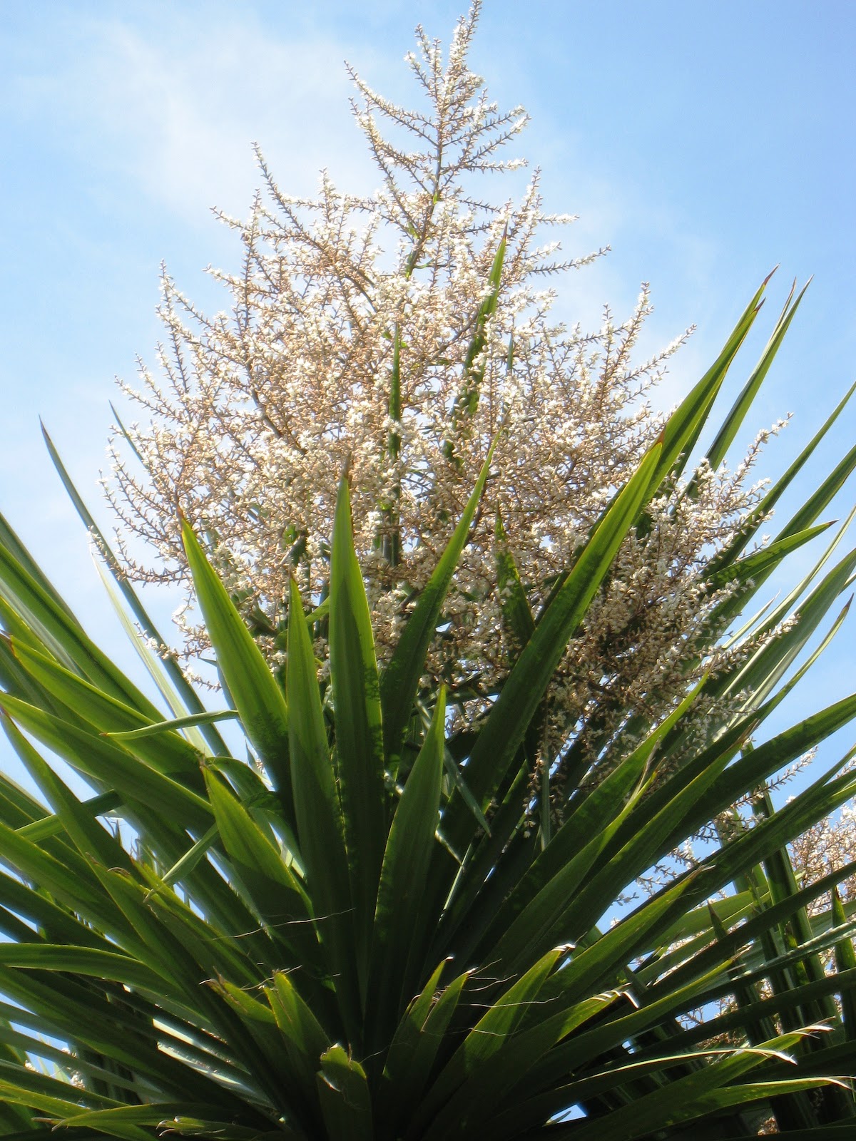 Life in Rural Japan Cabbage tree flower