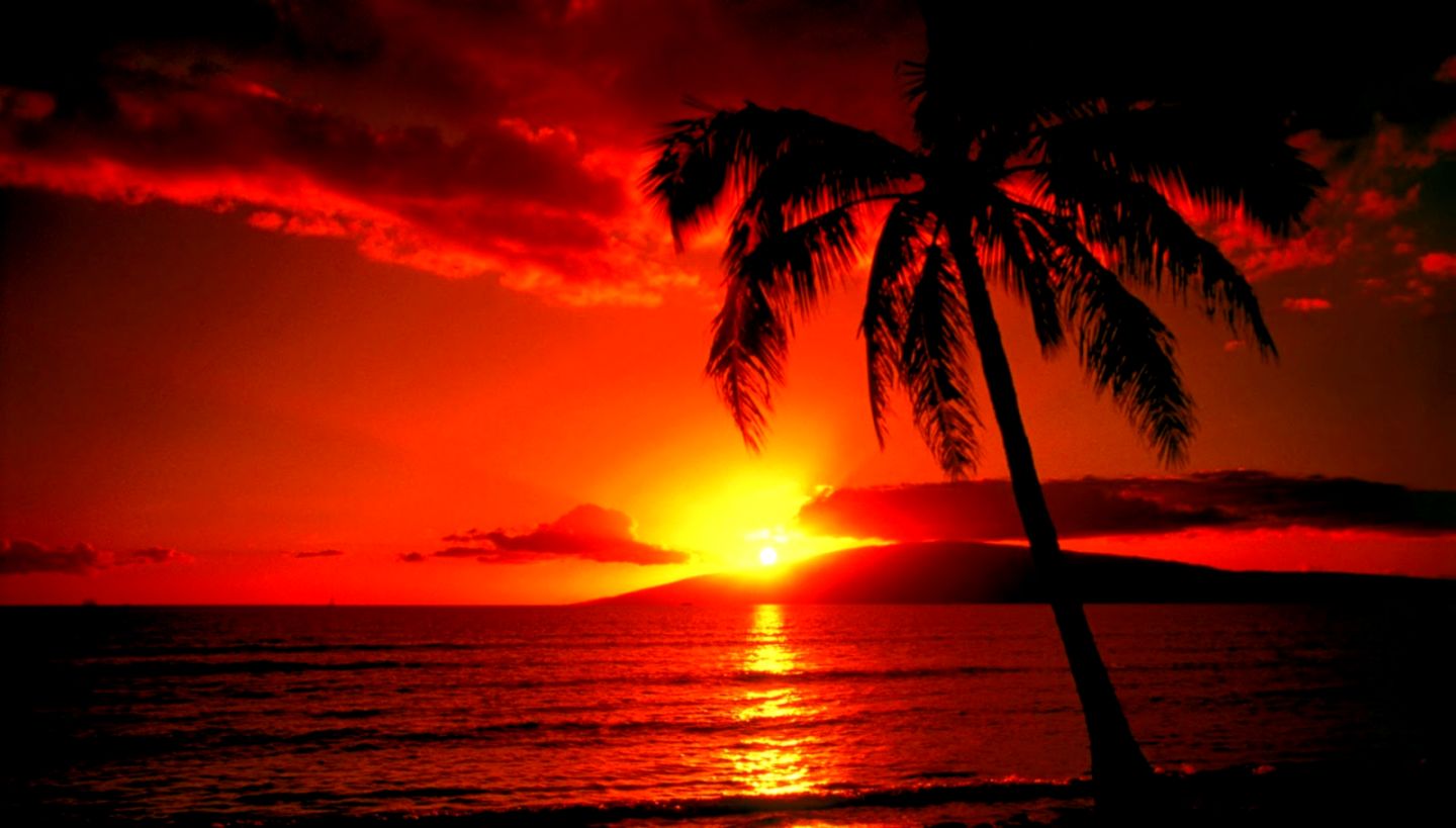 Beautiful Nature Sunset Palm Trees Creative Photography Wallpaper