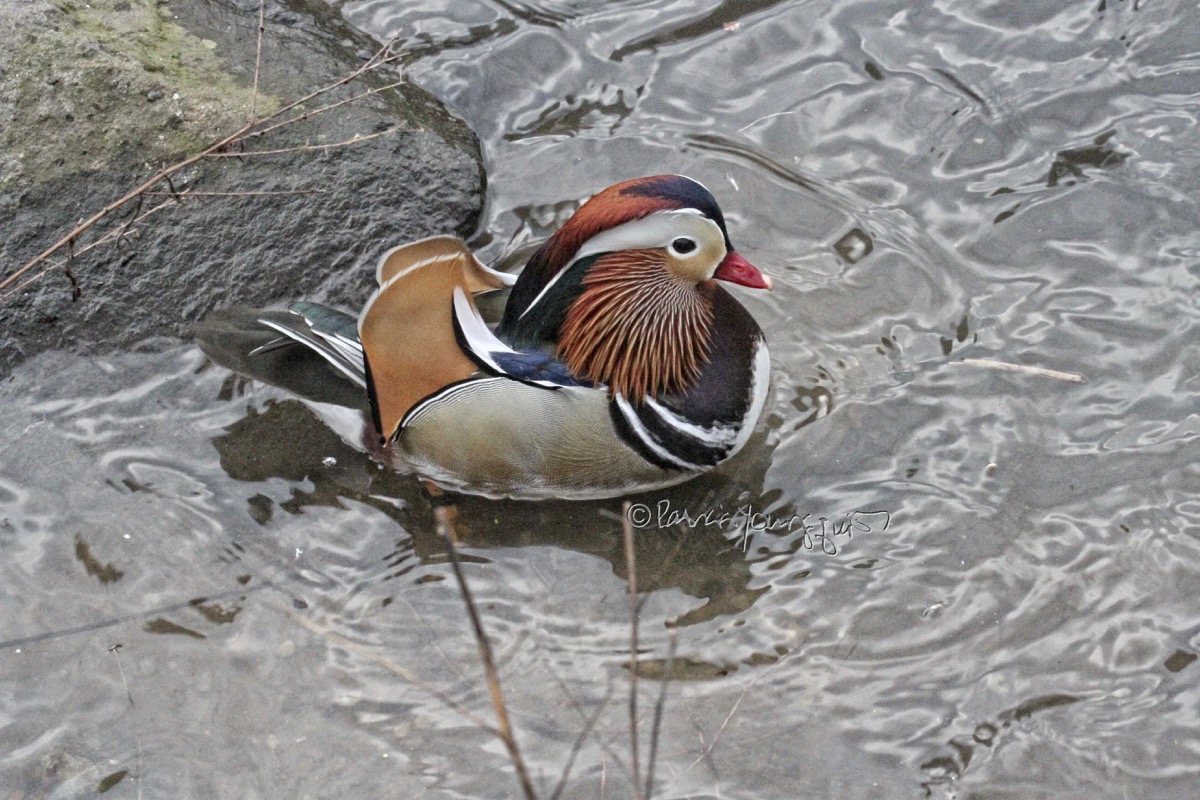 The Last Leaf Gardener LEARN ABOUT THE NYC's MANDARIN DUCK!