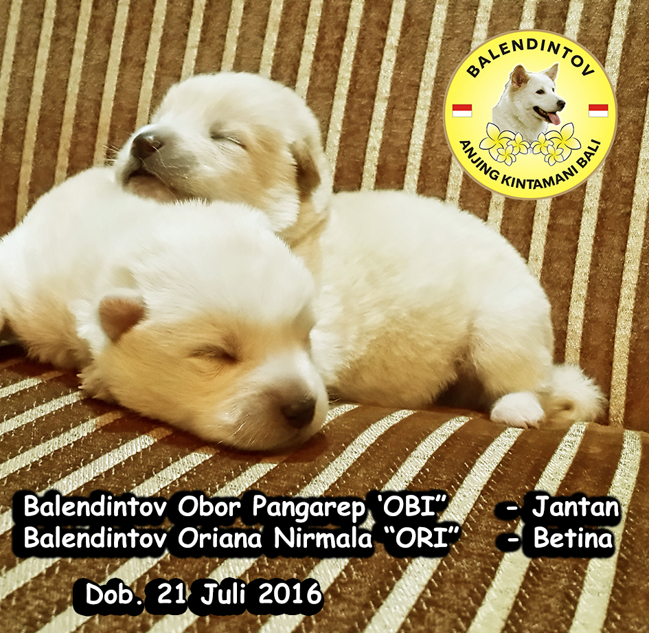 Balendintov Kintamani Dog Jual Anjing Kintamani Bali Warna Putih