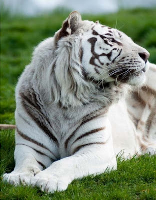 white tiger-images