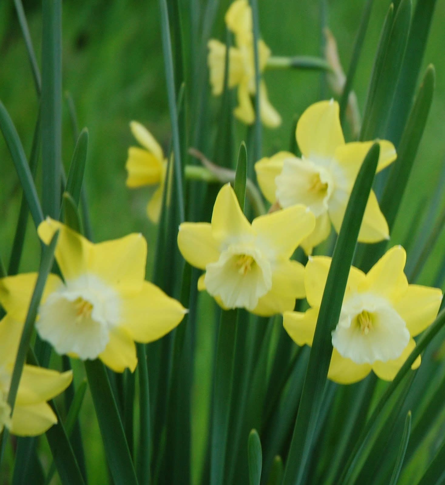 Blooming Where I am Planted! Daffodils Mt.Pleasant, Texas