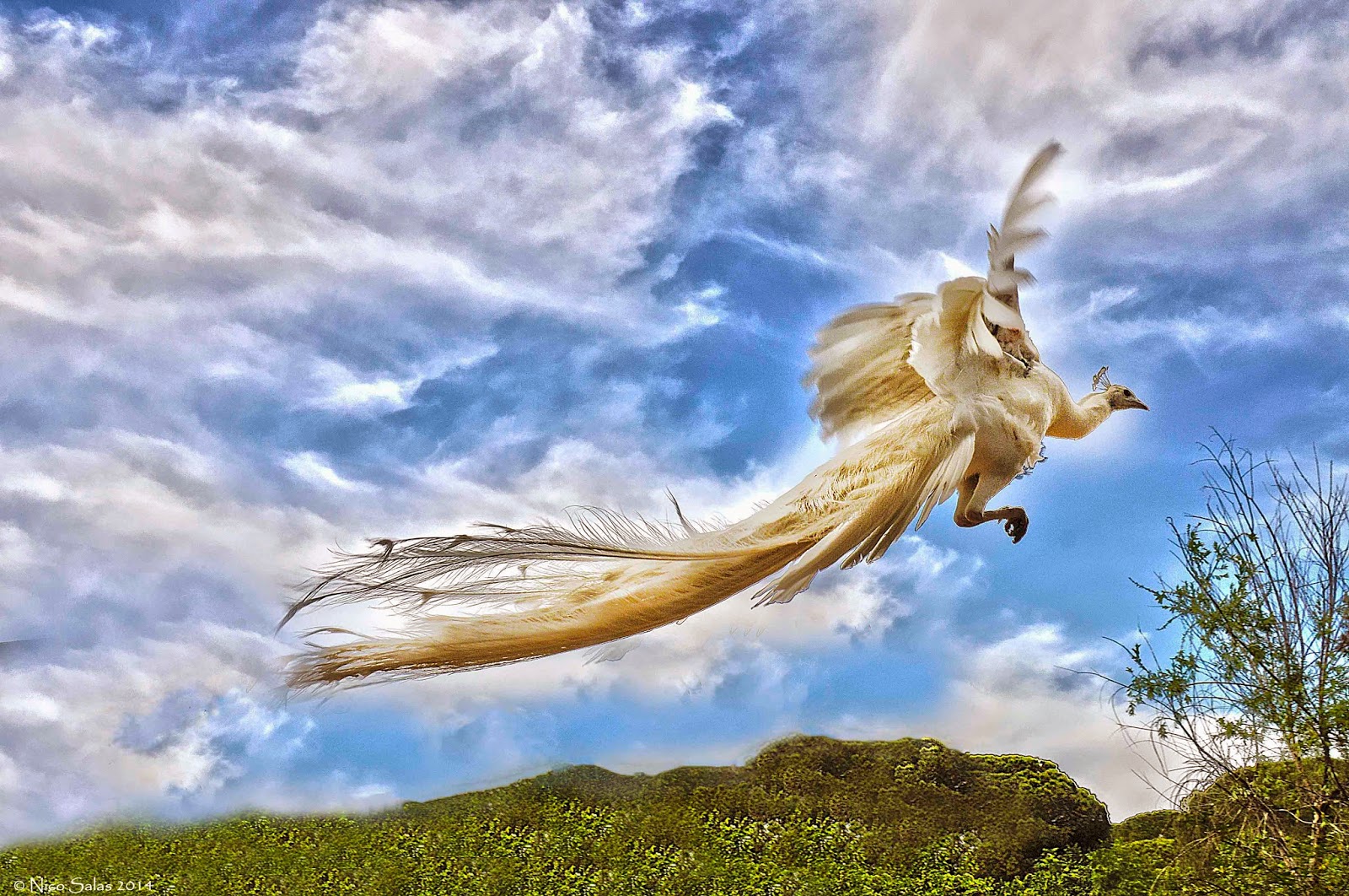 El Vuelo del Pavo Real