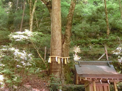 貴船神社：連理の杉