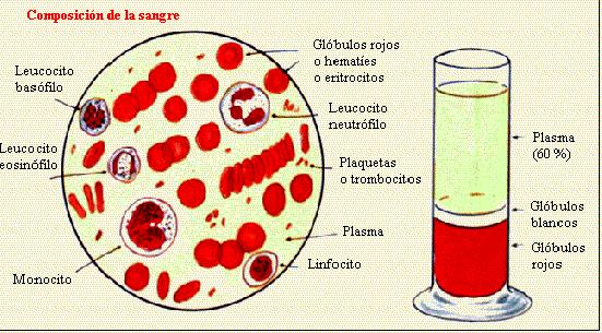 Componentes de la sangre