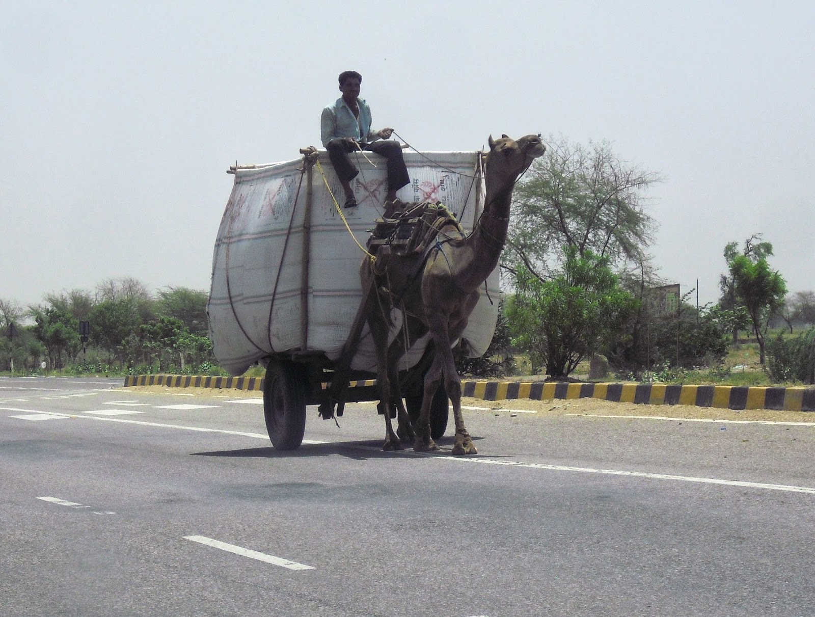 India Camel Transportation
