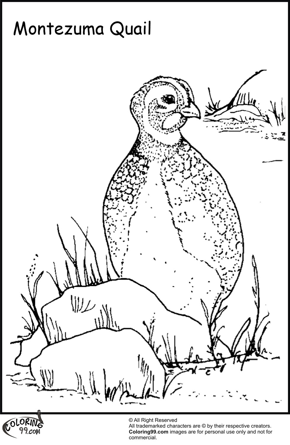 Quail Coloring Pages | Minister Coloring
