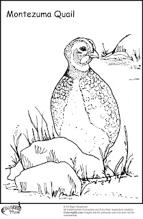 quail coloring pages