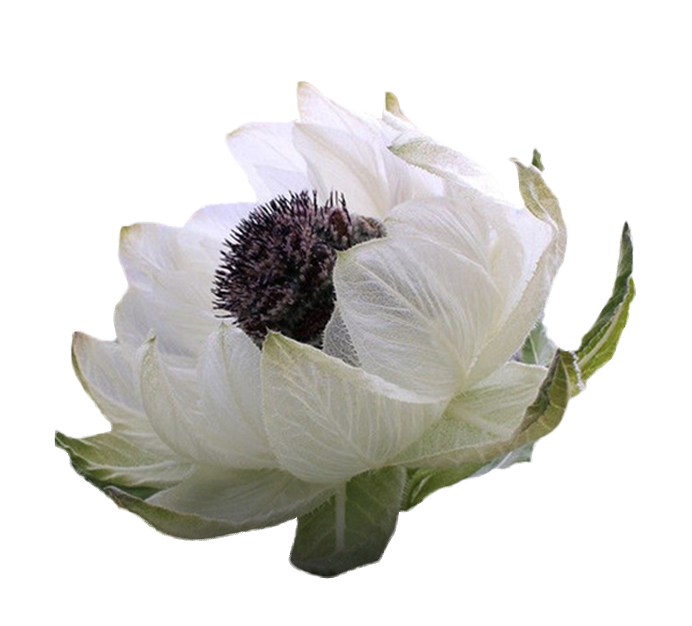 снежный лотос растение. соссюрея обернутая снежный лотос. пион древовидный снежный лотос. соссюрея обернутая снежный лотос. соссюрея обернутая снежный лотос.