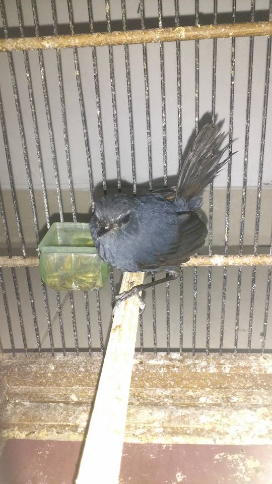 Burung Dijual Jual Burung Jongkangan Cingcoang Biru