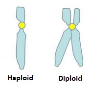 haploid ve diploid kromozom