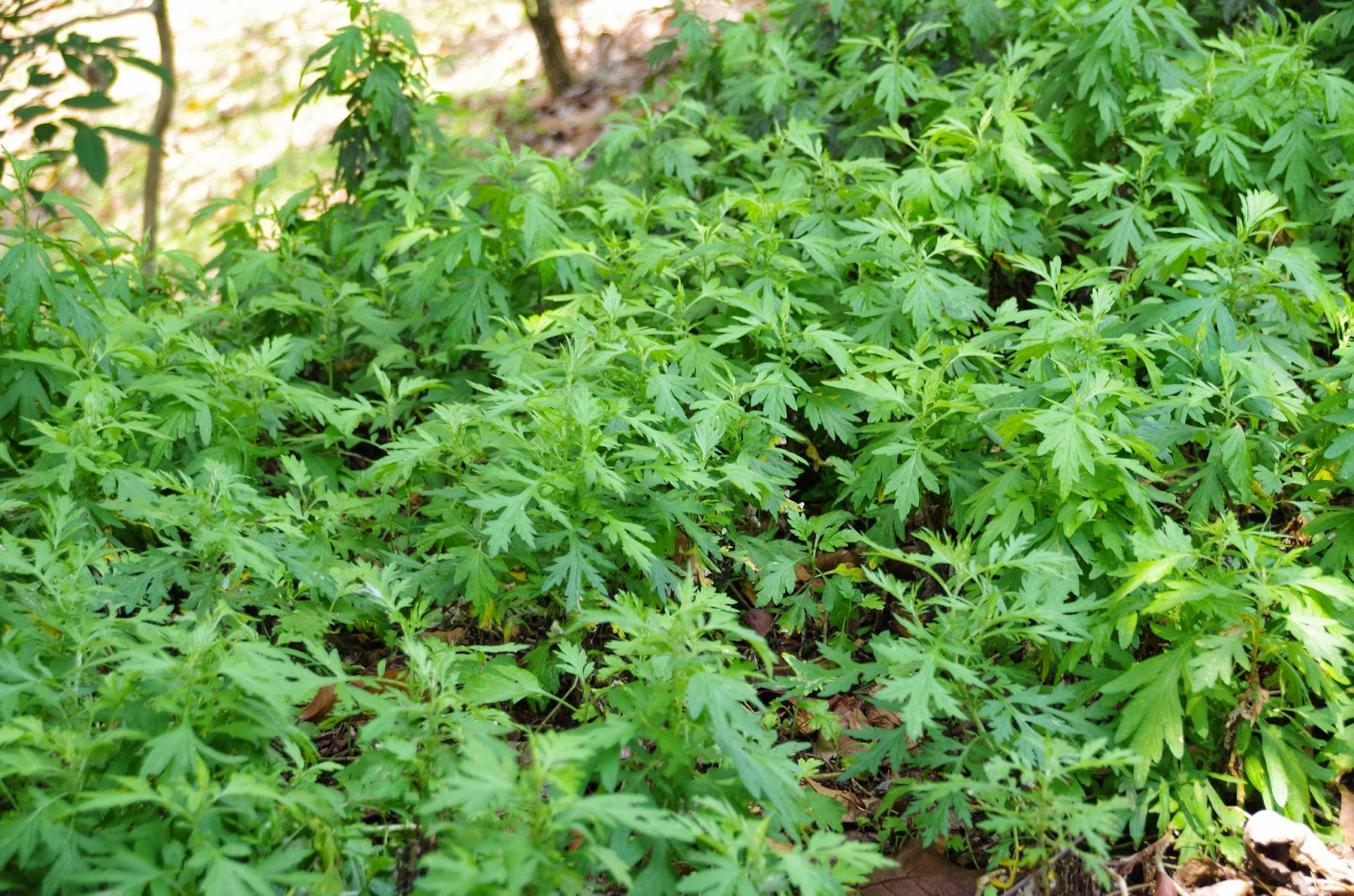 Trees and Plants: Mugwort