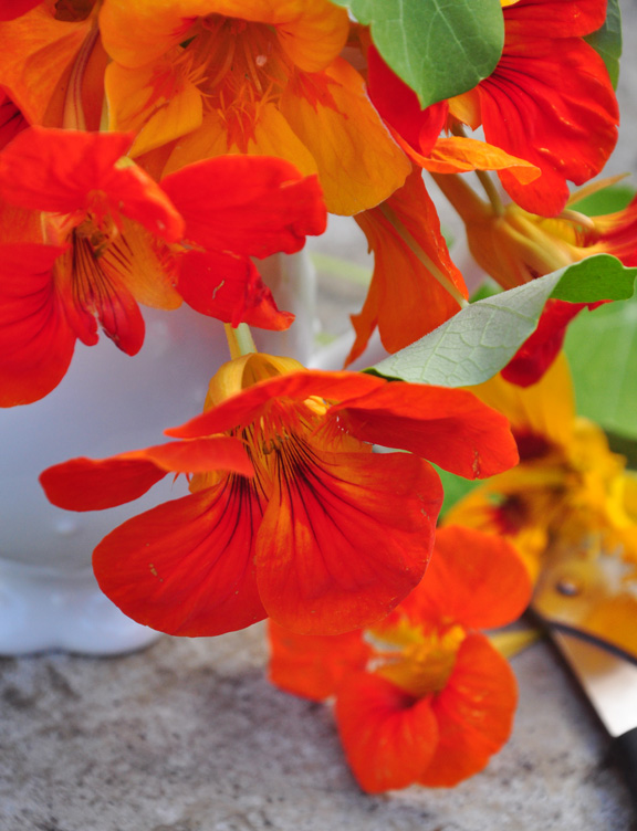 Three Dogs in the Kitchen Nasturtium Butter