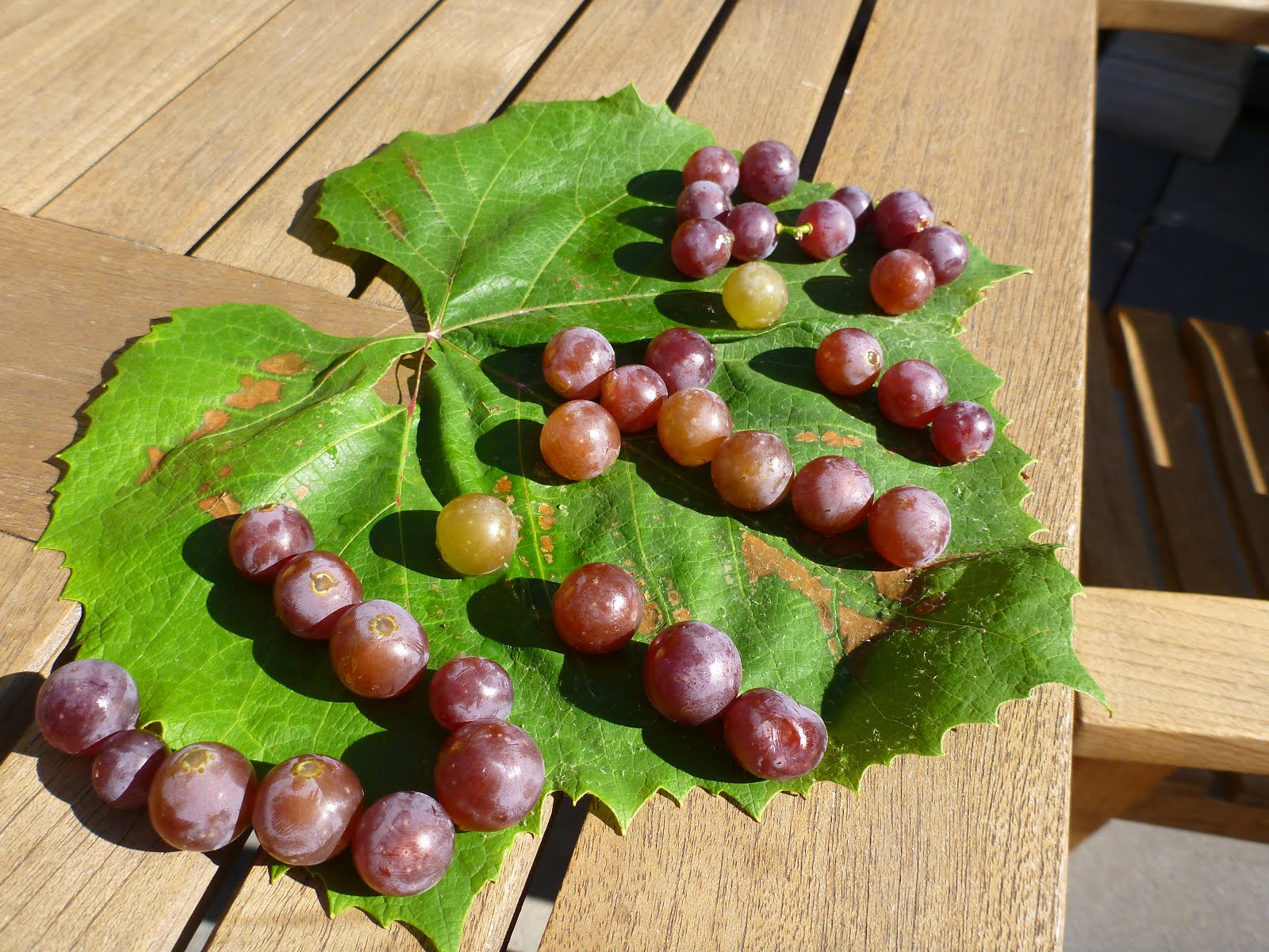 TravelMarx: Binomen Art - Vitis