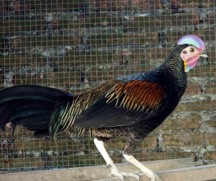 Cemani Farms Green Jungle Fowl Ayam Cemani Poultry Breeding