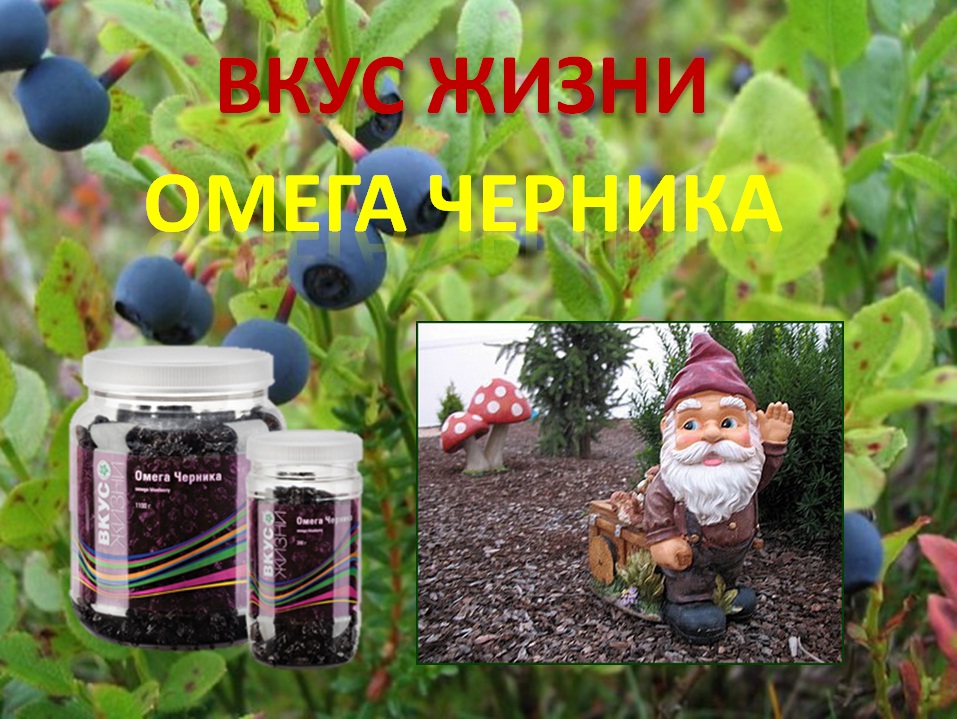 Магия вкуса жизни c Ольгой Алитовской: Всегда полезная черника - Омега ...