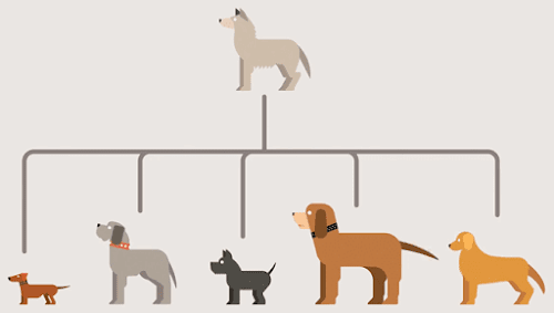 Evolusi Ras Anjing