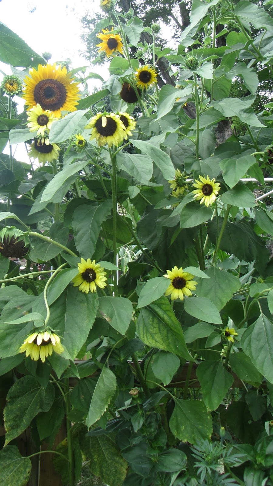 Following the Master Gardener Sunflowers & Winter Squash Harvest