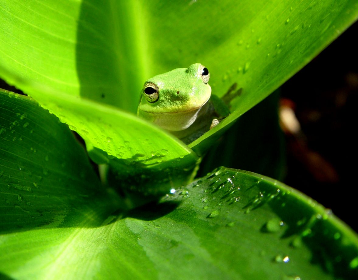 Frog Green Leaf Hd Wallpaper