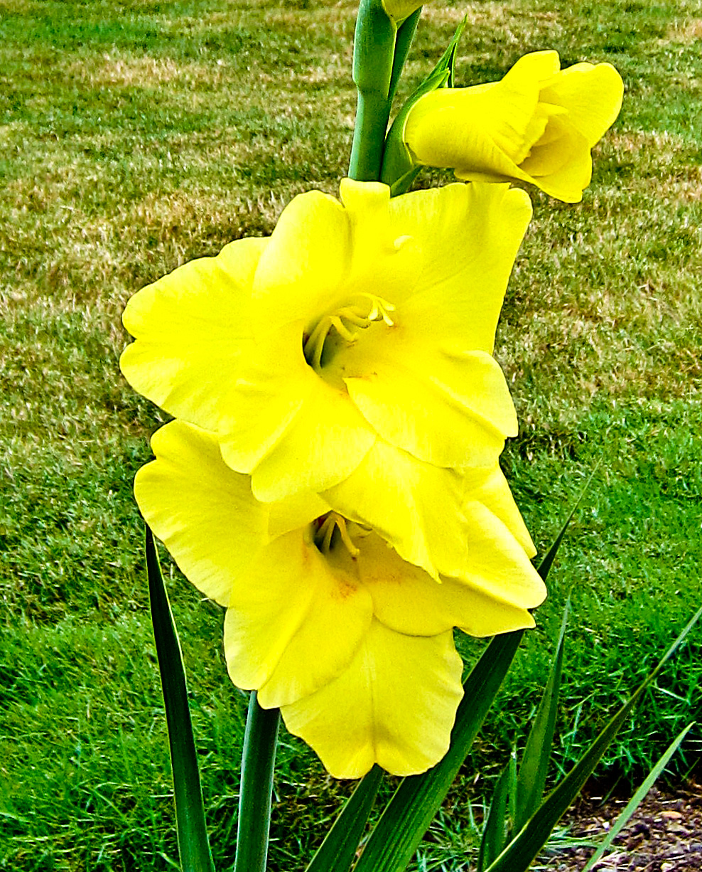 Thom Zehrfeld Photography Summer Flowers In Oregon City Part 3