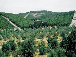 kecuali pohon gharqad kecuali pohon gharqad