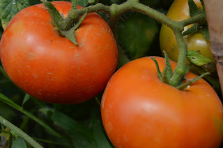 طريقة زراعة الطماطم في المنزل