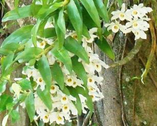 dendrobium