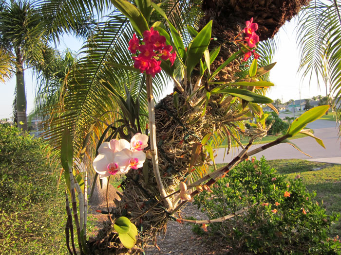 Paixão por orquídeas - Meu orquidário: Cuidados com as orquídeas plantadas  em árvores