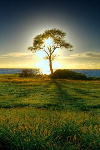 spring - Download iPhone,iPod Touch,Android Wallpapers, Backgrounds,Themes