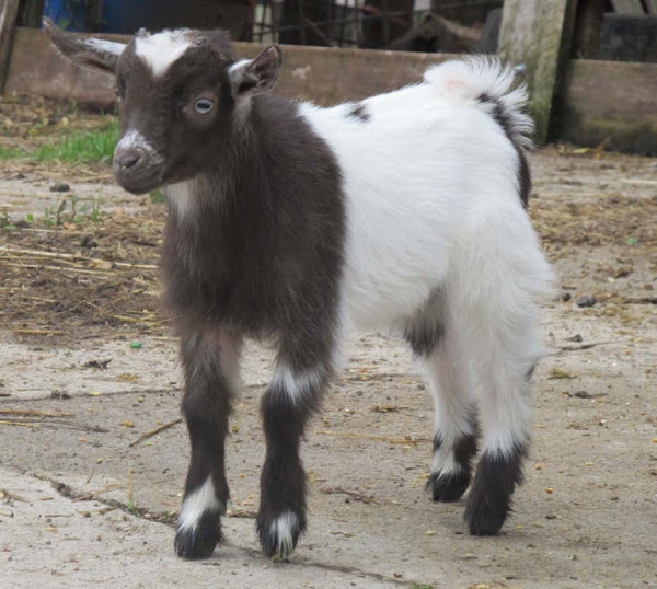 Nigerian dwarf goats, miniature goat breeds, dairy goats, miniature dairy goats