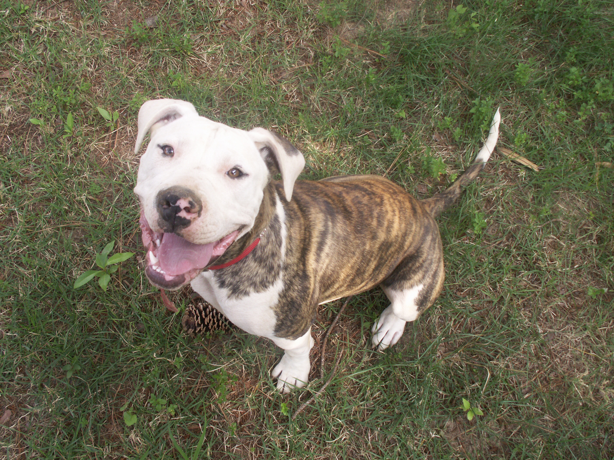 https://3.bp.blogspot.com/-k-9Ain_qOJI/Th8FVbO7P6I/AAAAAAAAADw/AlnEywQ95Tc/s1600/Pit+Bull+Dogs+Wallpapers+3.jpg