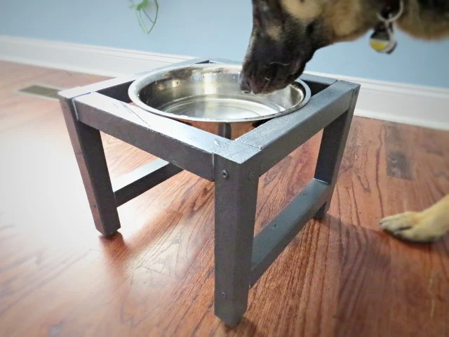 Finn testing out the water bowl stand