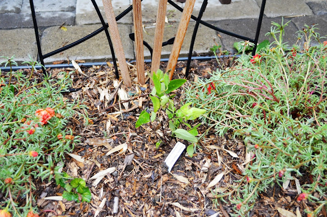 In the Little Yellow House: Pergola Vine Surprise: Clematis