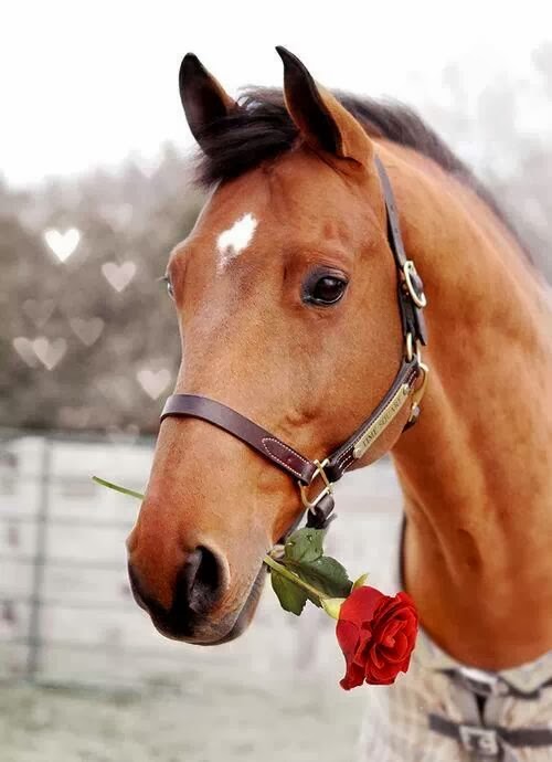 Todo Caballos y ponis: 14 de Febrero