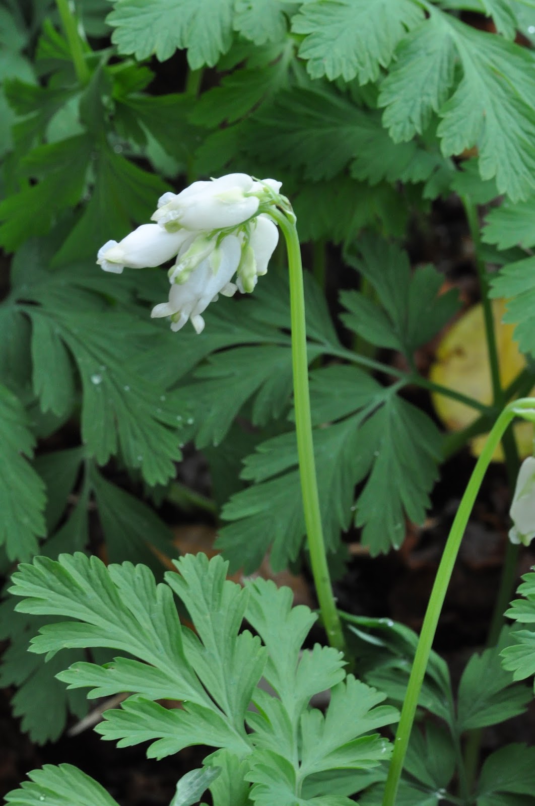 Alpine Garden Society Victorian Group Dicentra. Bleeding Hearts.