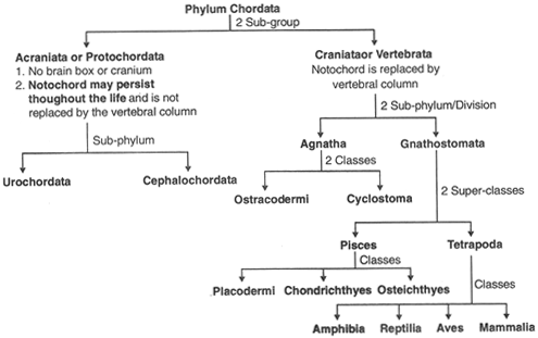 chordata zoology