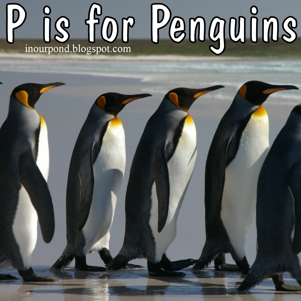 p is for penguins - In Our Pond