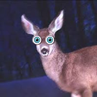 The deer-in-the-headlights-look happens to everyone