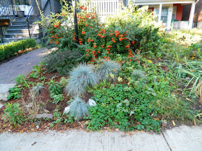 Palmerston Little Italy Front Yard Garden Cleanup before by Paul Jung Gardening Services Toronto Palmerston Little Italy Front Yard Garden Cleanup before by Paul Jung Gardening Services Toronto