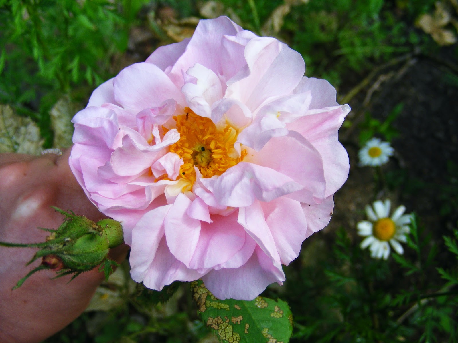 English Historical Fiction Authors By Any Other Name Historic Roses