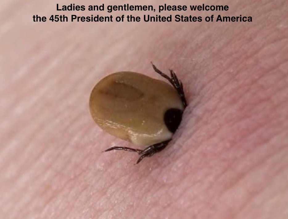 Таежный энцефалитный клещ. Как выглядит клещ который напился. Иксодес клещ. Иксодовый клещ насосался. Иксодовый клещ насосался.