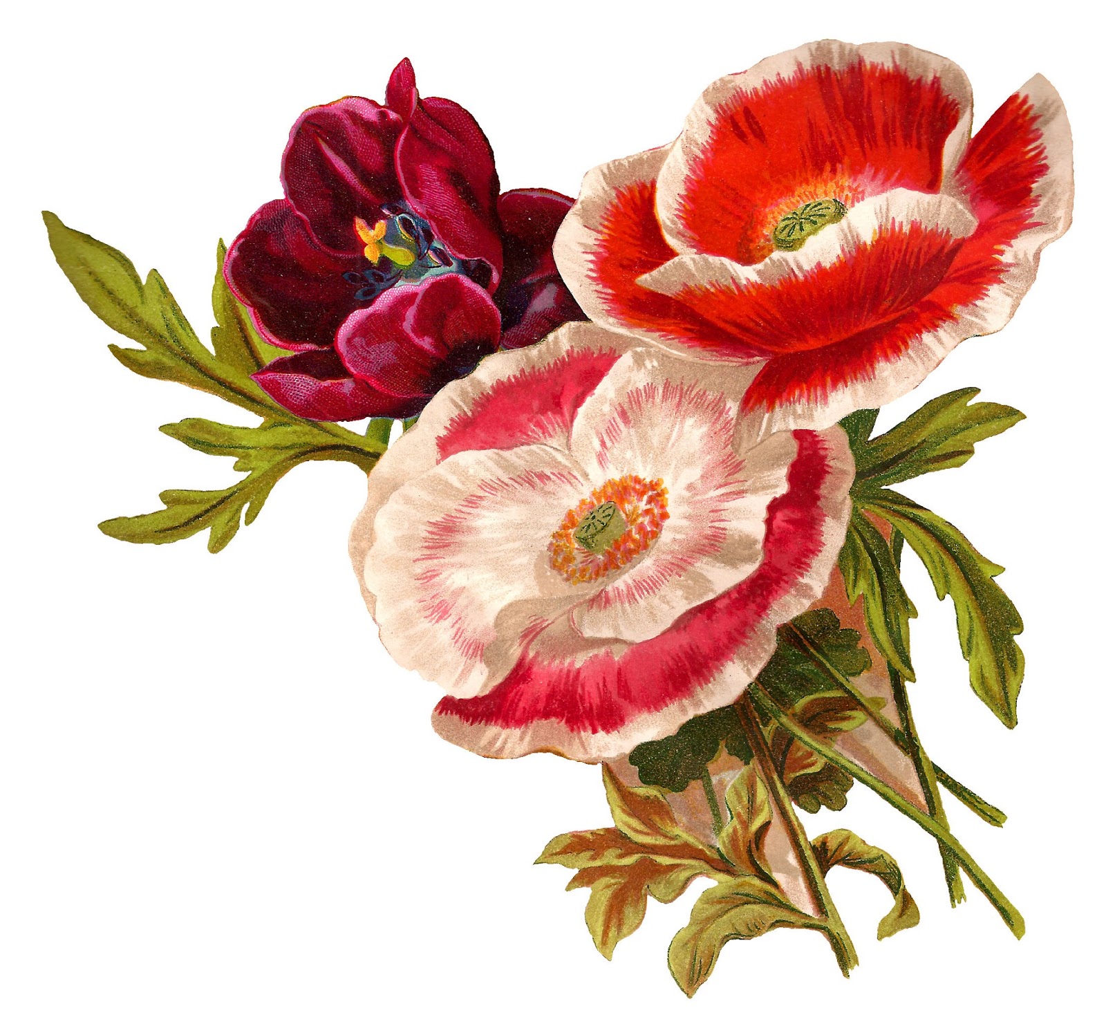 Antique Images: Vintage Poppy Flower Clip Art Botanical Artwork ...