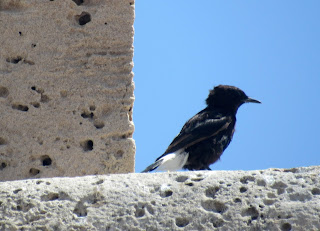 Collalba negra en el Parque Natural de Cabo de Gata-Níjar