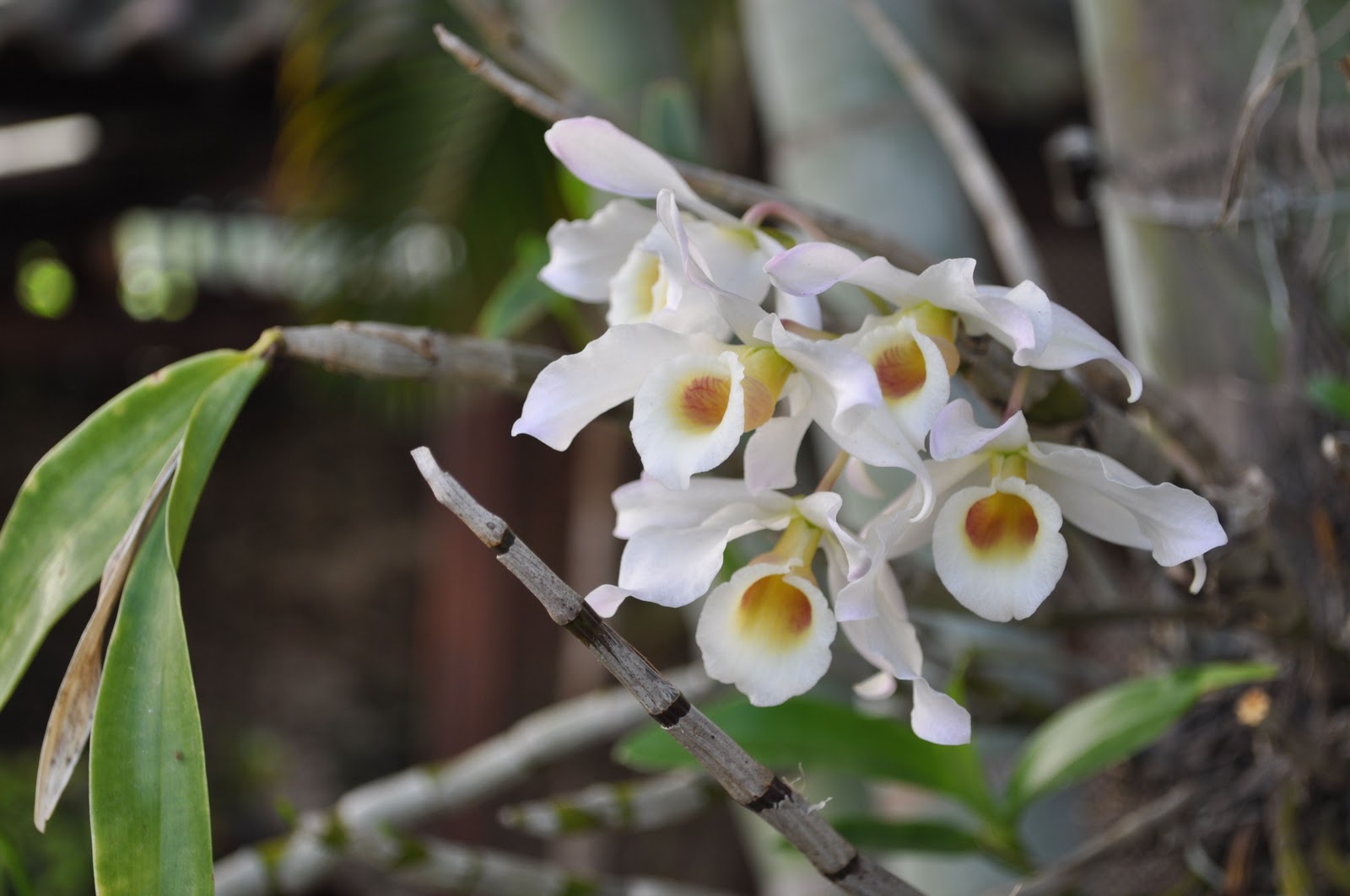 Paixão por orquídeas - Meu orquidário: Dendrobium: floração e mudas