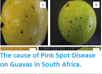 http://sciencythoughts.blogspot.co.uk/2014/10/the-cause-of-pink-spot-disease-on.html