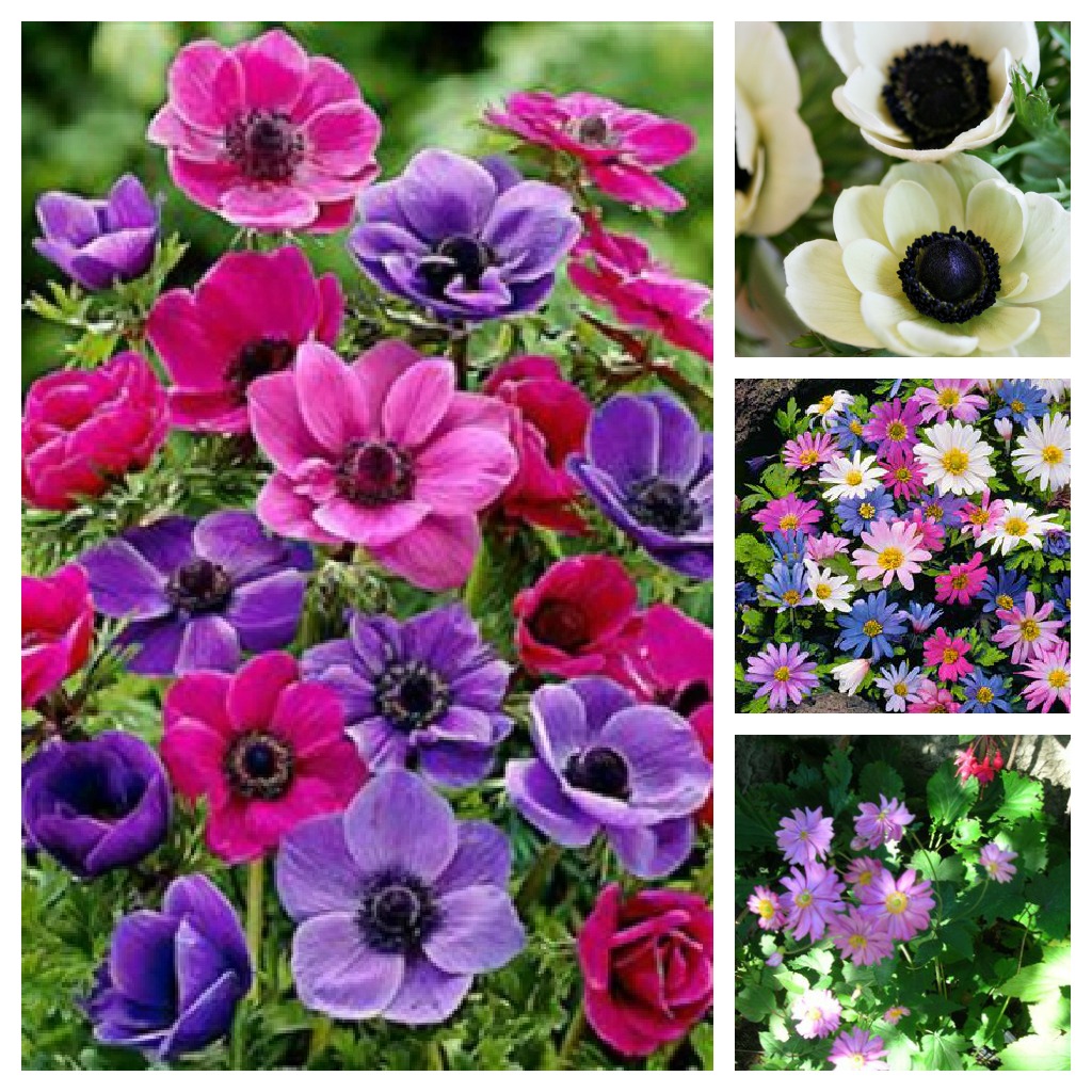 Bulbi Di Peonia Primaverili – 3 Pezzi Per Decorazione Da Giardino, Resistenti E Colorati Per Aiuole E Bordure