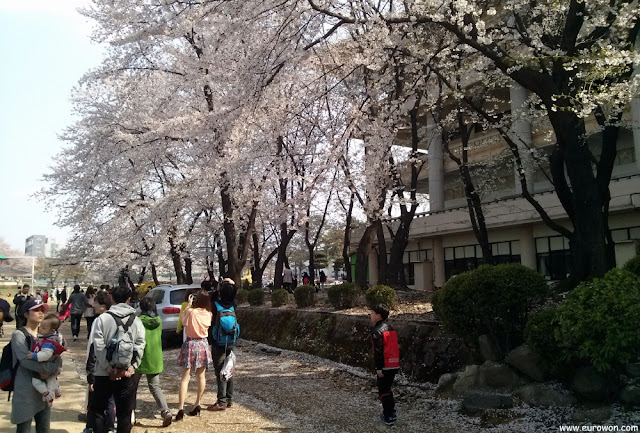 Flores de cerezo en el Gran Parque de los Niños de Seúl