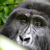 Where do Mountain Gorillas live in Africa