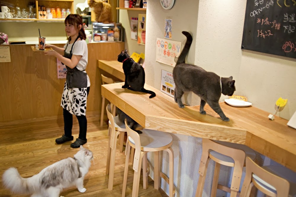 Musings Pay Purr Pet at Japan's Cat Cafés