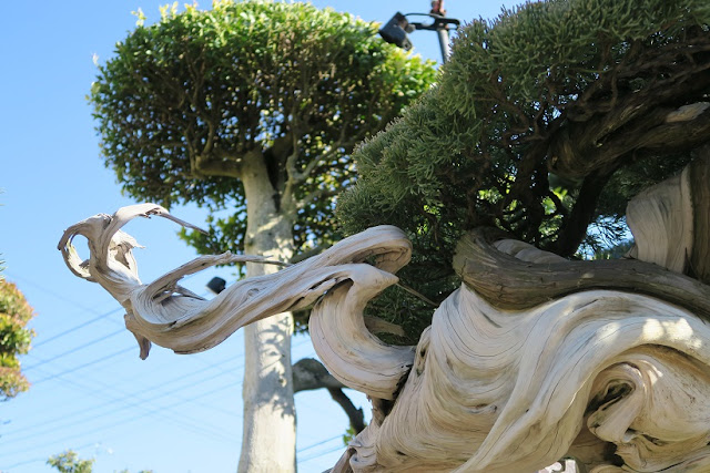 Bonsai center sopelana bonsai bilbao bonsai bizkaia
